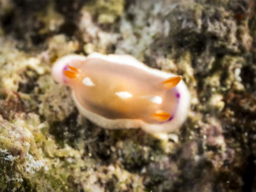Verconia varians